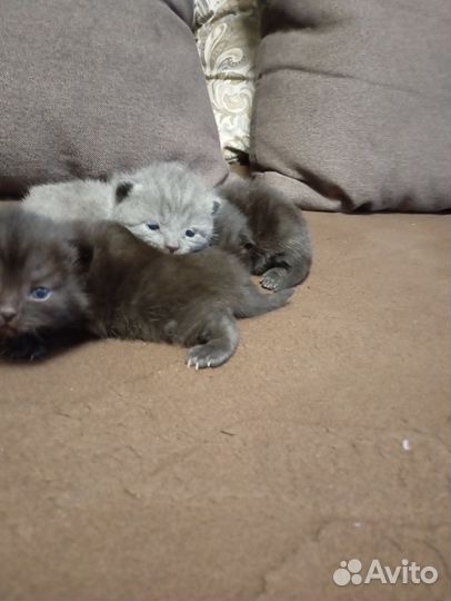 Шотландские вислоухие котята