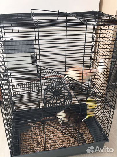 Крысы с клеткой