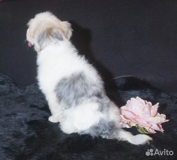 Цветной йорк мальчик блюберри взрослый