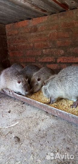 Нутрии малыши