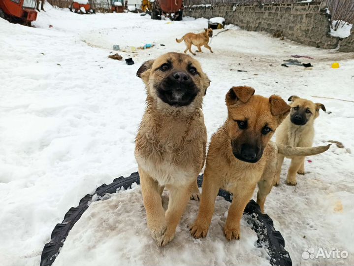 Собаки бесплатно в добрые руки щенки