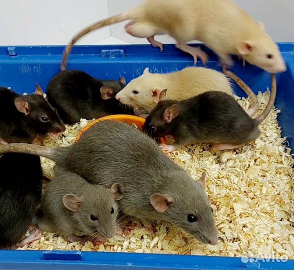 Крыса Дамбо