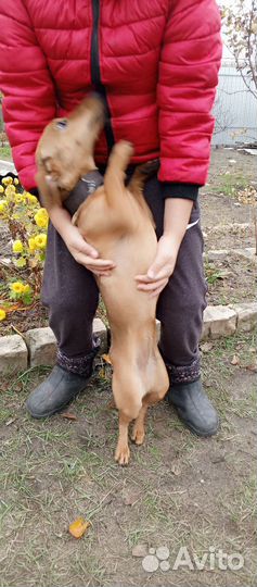 Отдам в добрые руки маленькую собачку