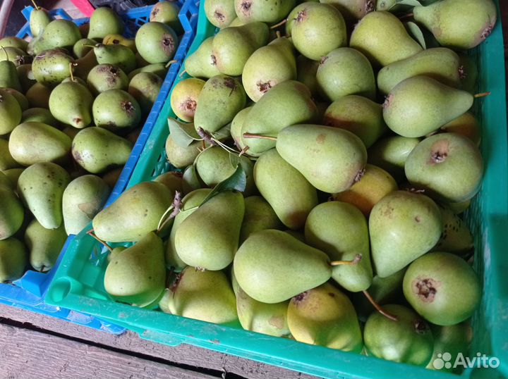 Груша на еду