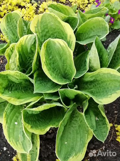 Хоста растение