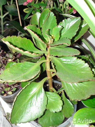 Алоэ, каланхоэ