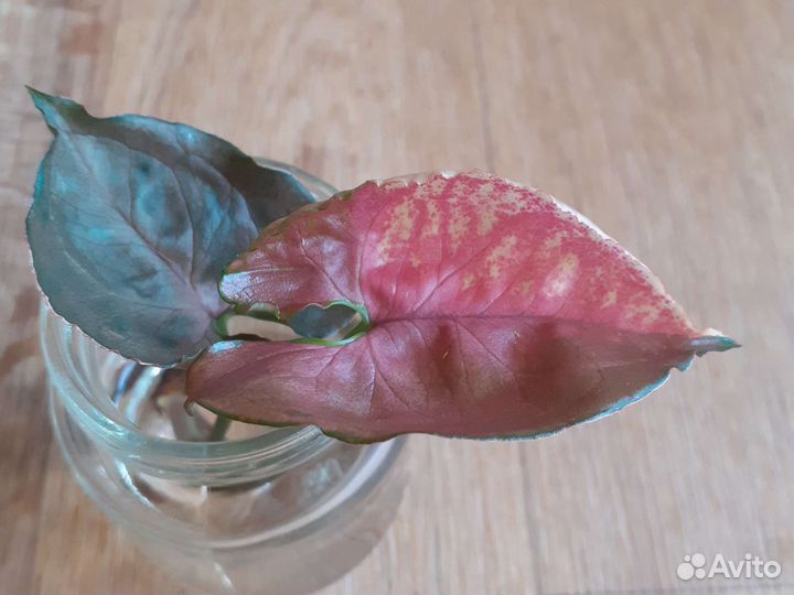 Комнатный цветок,клубничный лед