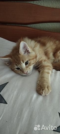 Котята мейн-кун