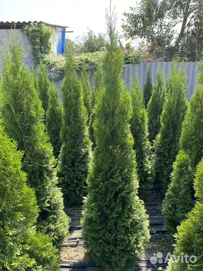 Туя смарагд