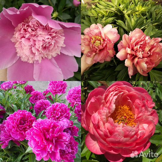 Пионы на осень