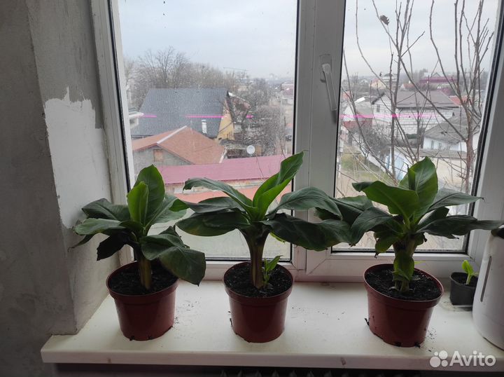 Саженцы Банана Кавендиш