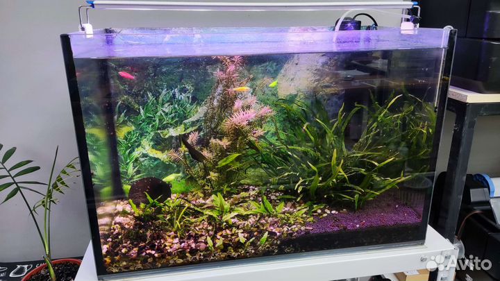 Аквариум 70 л, со всем содержимым