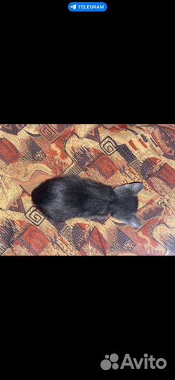 Котята отдам в добрые руки бесплатно