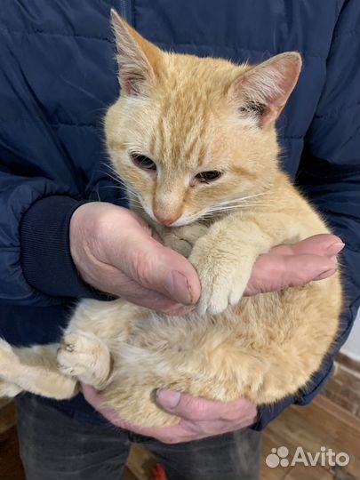 Найден котик