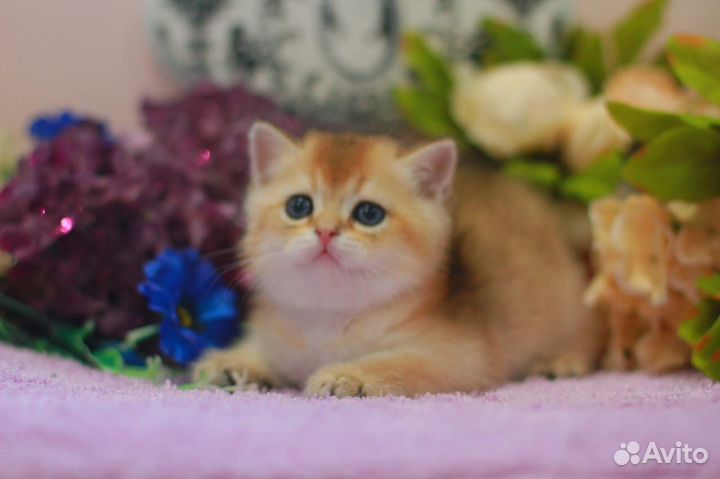 Плюшевый золотой котик с документами