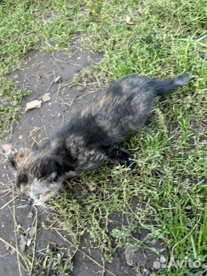 Котенок в добрые руки даром