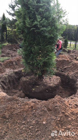 Посадка деревьев и кустарников