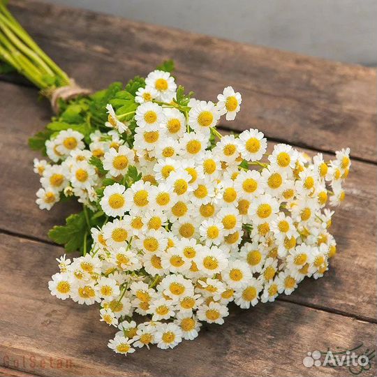 Ромашки цветы букеты/ матриакария/день матери