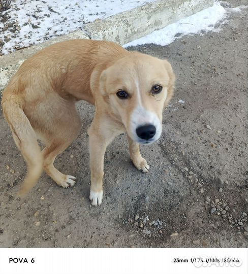 Ласковая собачка-девочка в добрые руки