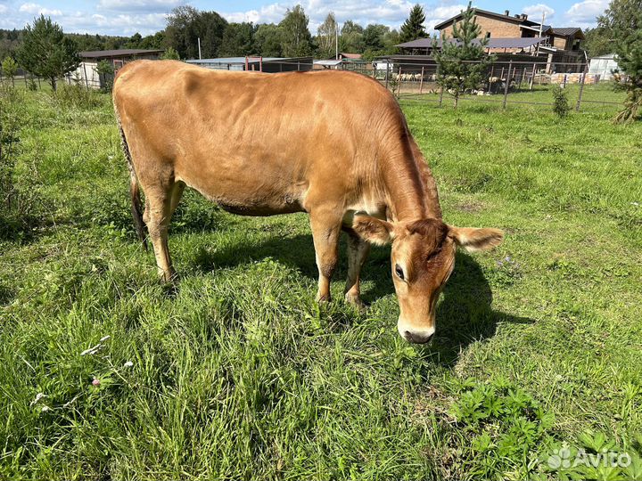 Тёлка Джерси