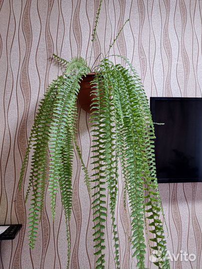 Папоротник комнатный