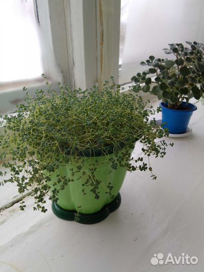 Суккуленты