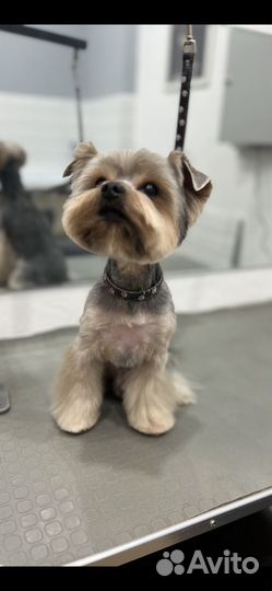 Стрижка собак