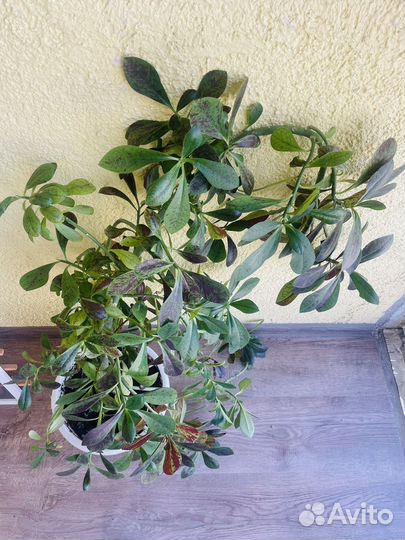 Синадениум