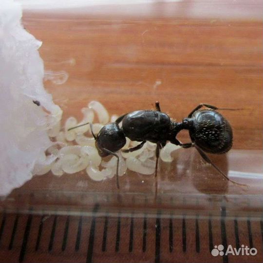 Муравьи messor structor