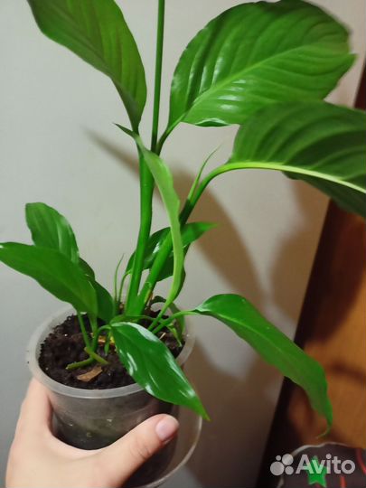 Спатифиллум