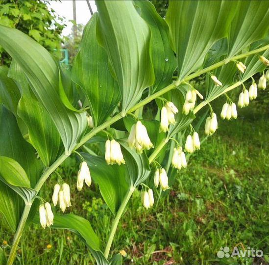 Купена (большой ландыш)