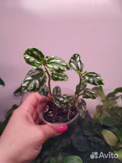 Пилея кадье