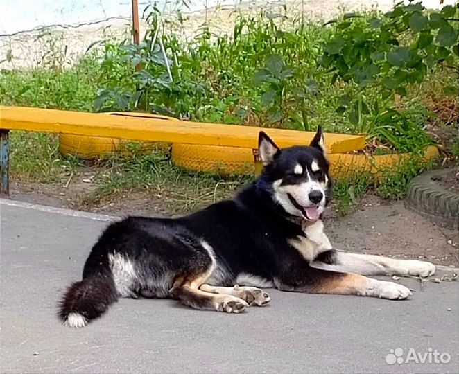 Пес лайка