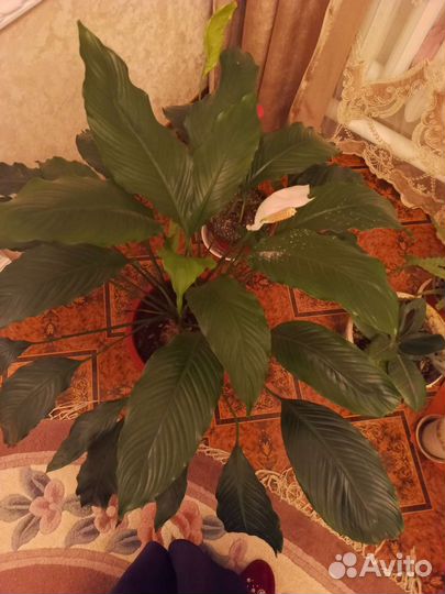 Комнатные растения.Спатифиллум