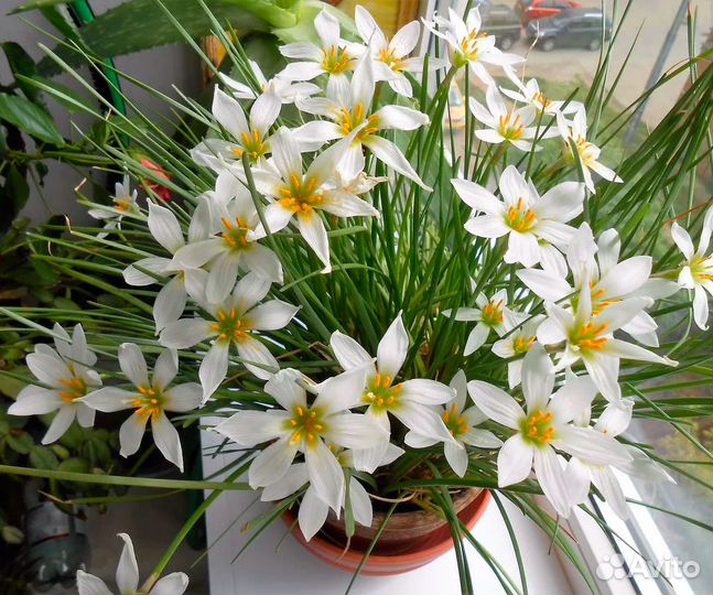 Бальзамин(мокрый Ванька), Зефирантес