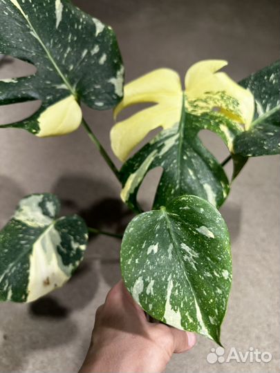 Монстера тайское созвездие