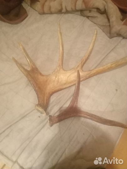 Продам рога лося и оленя