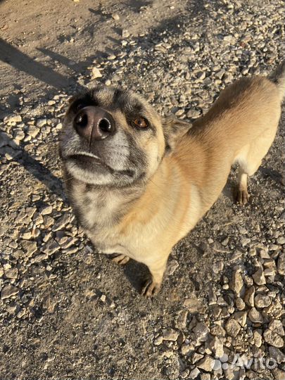 Собака в добрые руки