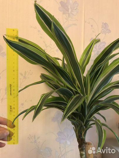 Драцена пальма