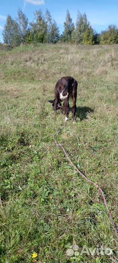 Тёлочка домашняя 7 месяцев