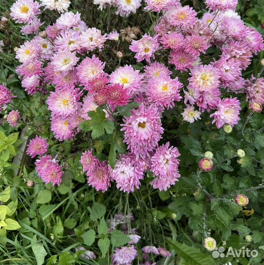 Хризантема корейская саженцы