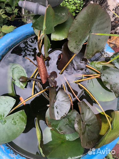 Водяная лилия