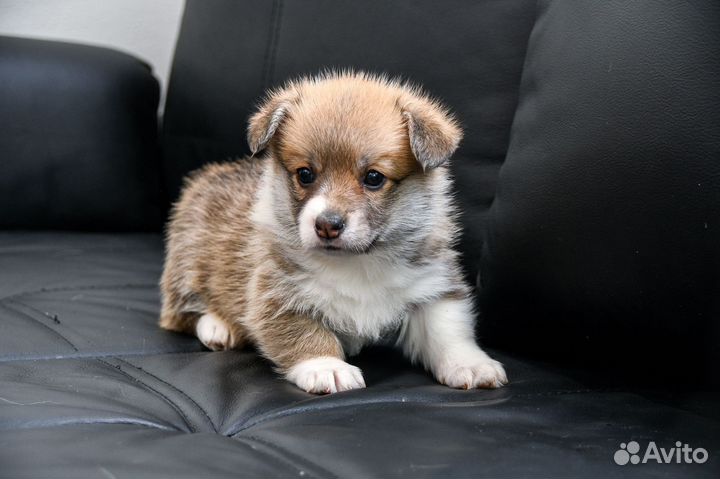 Щенки корги