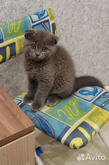 Шотландская