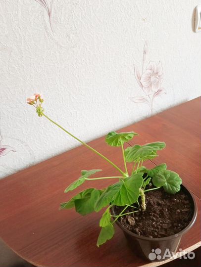 Пеларгония зональная, цвет лососевый