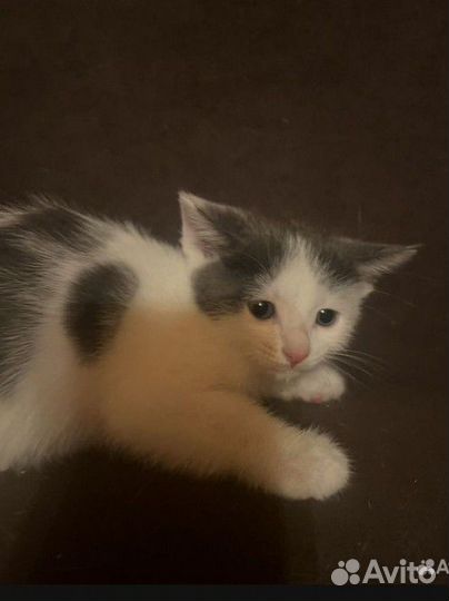 Британский котёнок мальчик