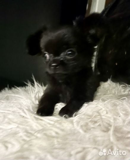 Щенки чухуа хуа