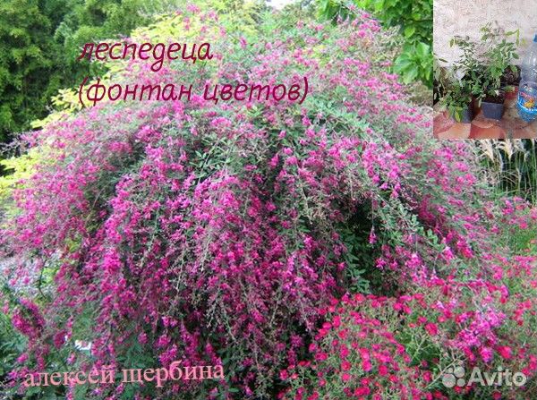 Лепедеца (фонтан цветов)многолетний кустарник.Зимо