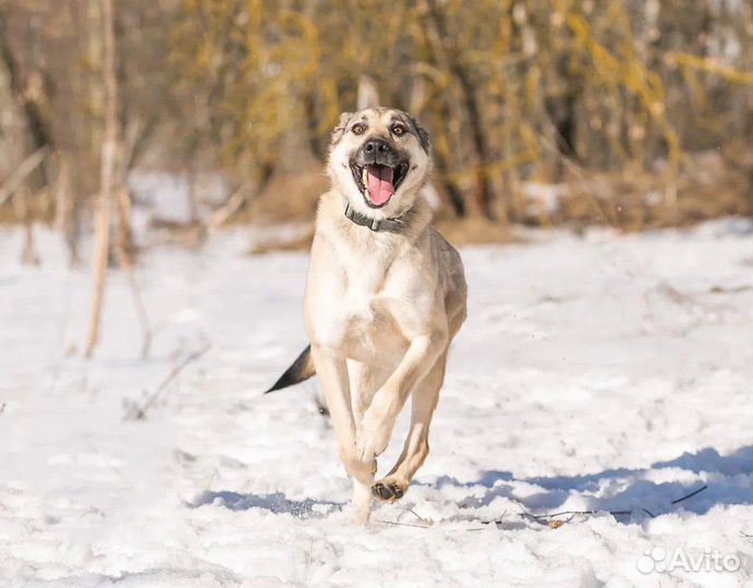 Собака в добрые руки