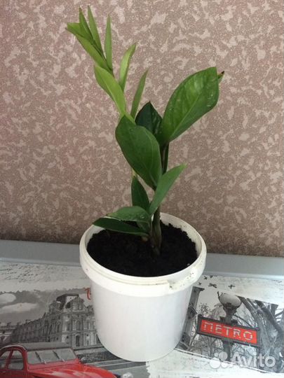 Замиокулькас